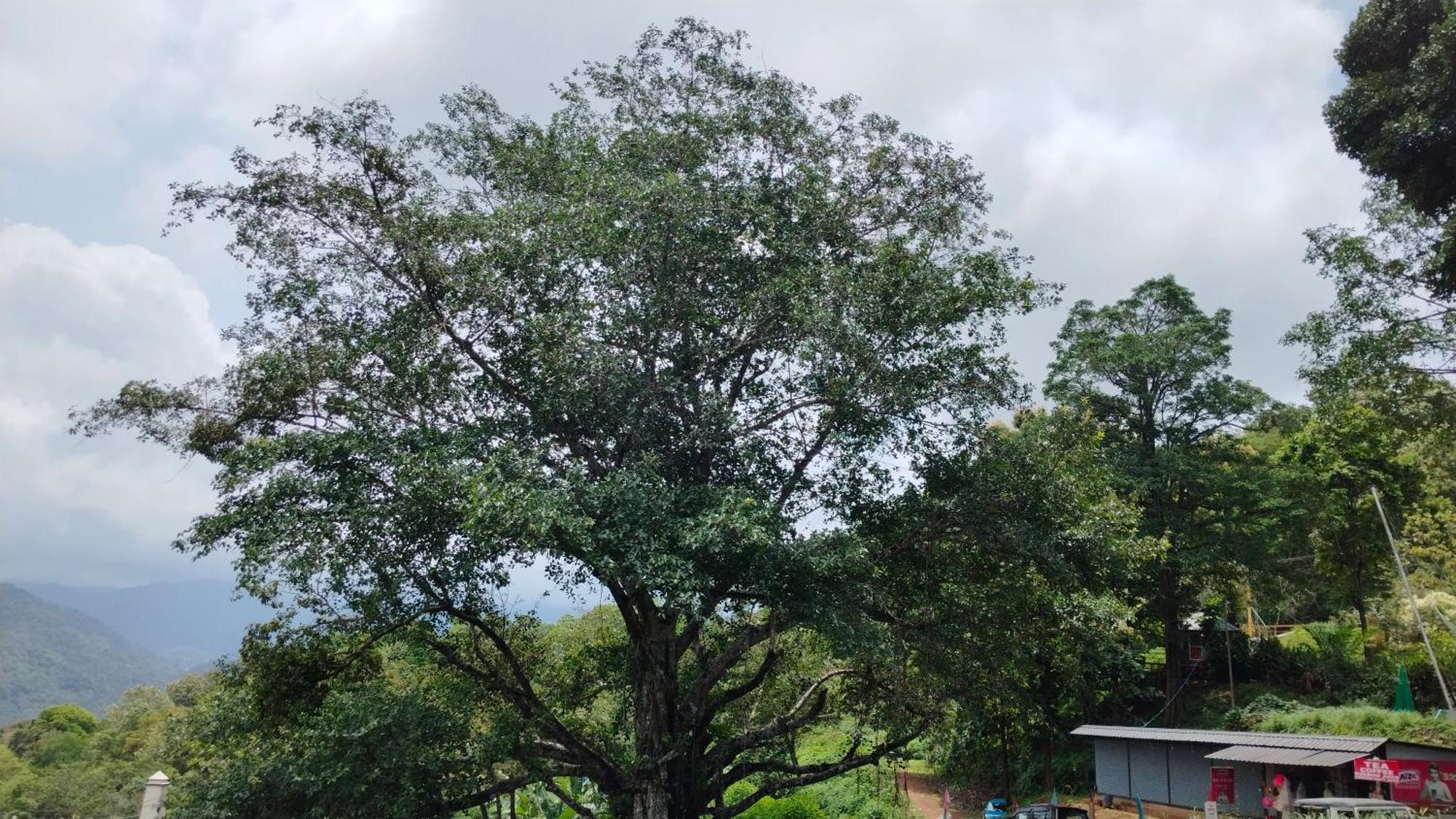 Nature Season Holidays Munnar * Anachal